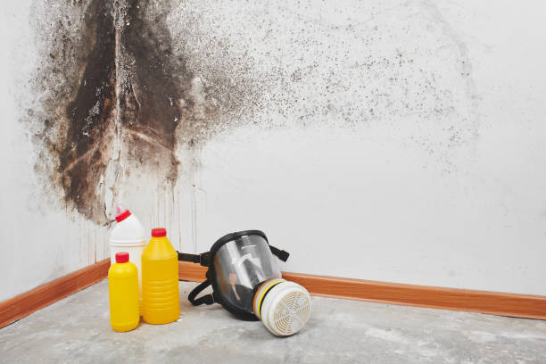 Best Office Mold Removal Services  in Holladay, UT