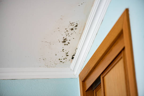 Best Mold Remediation  in Holladay, UT