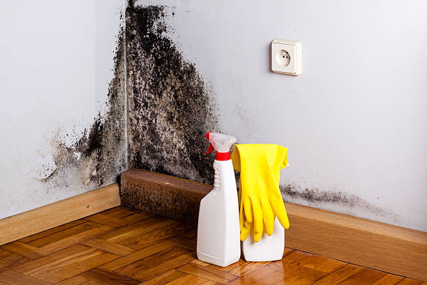 Best Mold Damage Repair  in Holladay, UT