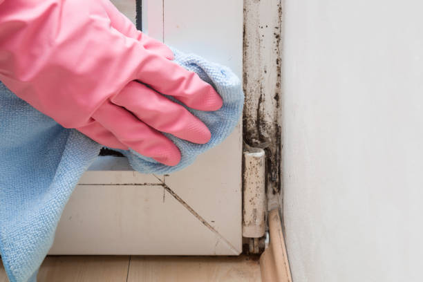 Best Black Mold Removal  in Holladay, UT