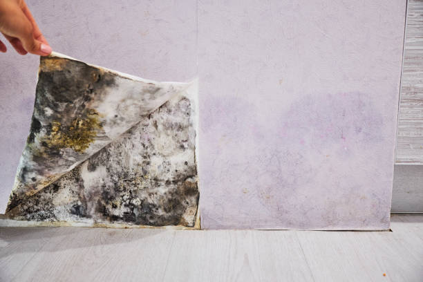 Professional Mold Removal in Holladay, UT